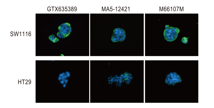 CA19-9 antibody [GT933]